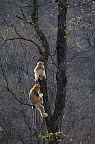 Golden snub-nosed monkey (Rhinopithecus roxellana qinlingensis) two in tree, Zhouzhi Nature Reserve, Qinling mountains, Shaanxi, China, April 2006