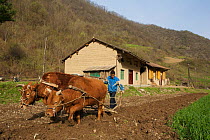 Chinese farmer ploughing corn field with two oxen, Zhouzhi Nature Reserve, Qinling mountains, Shaanxi, China, April 2006