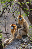 Golden snub-nosed monkey (Rhinopithecus roxellana qinlingensis) female with newborn and adult male, Zhouzhi Nature Reserve, Qinling mountains, Shaanxi, China, April 2006