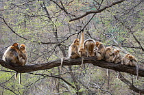 Golden snub-nosed monkeys (Rhinopithecus roxellana qinlingensis) family group  /harem resting in tree, Zhouzhi Nature Reserve, Qinling mountains, Shaanxi, China, April 2006