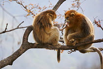 Golden snub-nosed monkey (Rhinopithecus roxellana qinlingensis) newborn in mother's lap reaching out for adult male, Zhouzhi Nature Reserve, Qinling mountains, Shaanxi, China, April 2006