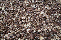 Forest mushrooms spread on the ground for drying, Zhouzhi Nature Reserve, Qinling mountains, Shaanxi, China, April 2006