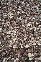 Forest mushrooms spread on the ground for drying, Zhouzhi Nature Reserve, Qinling mountains, Shaanxi, China, April 2006