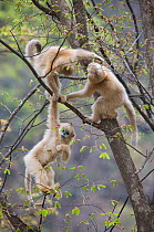 Golden snub-nosed monkey (Rhinopithecus roxellana qinlingensis) three infants playing in a tree, Zhouzhi Nature Reserve, Qinling mountains, Shaanxi, China, April 2006