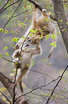 Golden snub-nosed monkey (Rhinopithecus roxellana qinlingensis) two infants playing in a tree, Zhouzhi Nature Reserve, Qinling mountains, Shaanxi, China, April 2006