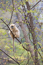 Golden snub-nosed monkey (Rhinopithecus roxellana qinlingensis) infant resting in a tree, Zhouzhi Nature Reserve, Qinling mountains, Shaanxi, China, April 2006