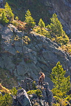 Male Tatra chamois (Rupicapra rupicapra tatrica), on rocky ridge and Arolla pines (Pinus cembra). Western Tatras, Slovakia. June 2009.