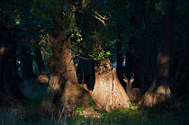 Red Deer (Cervus elaphus) stag under trees, Klampenborg Dyrehaven, Denmark, September 2008.