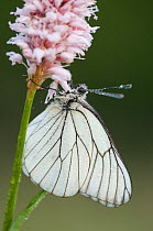 Black-veined white butterfly (Aporia crataegi) on Common bistort flower,  Germany.