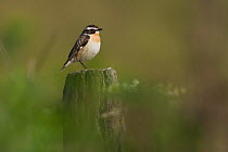 Whinchat (Saxicola rubetra) male perched on fence post, Germany.
