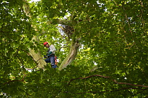 Robert Dietrich climbing up a large plane tree (Platanus sp) home to the nest of a White-tailed Sea eagle (Haliaeetus albicilla), Berlin, Germany. June 2006