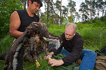 Biologist Rainer Altenkamp and forester George Majumder ringing a young White-tailed Sea eagle(Haliaeetus albicilla), Berlin, Germany. May 2008