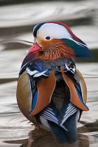 Mandarin duck (Aix galericulata) drake in breeding plumage, Berlin, Germany.