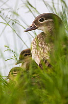 Mandarin duck (Aix galericulata) female with ducklings on river bank, Berlin, Germany, May