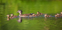 Mandarin duck (Aix galericulata) female on water with ducklings, Berlin, Germany, May