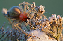 European sac spider (Cheiracanthium punctorium) female at egg sac, Gosener Wiesen reserve, Berlin, Germany. July