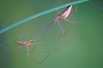Slender orb web spider (Tetragnatha extensa) male (on left) and female on web, nature reserve NSG Gosener Wiesen, Berlin, Germany. July