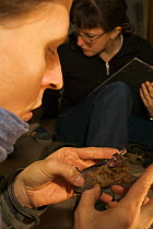Bat expert Karsten Kallasch examining a Noctule bat (Nyctalus noctula) hibernating in a former DDR building in Berlin-Myggelheim, Berlin, Germany. February 2006
