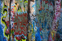 Graffiti art on trees at the border of Naturpark Schsneberger Sydgelsnde, Berlin, Germany. May 2009