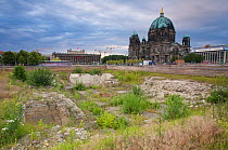 Weeds growing on rough ground near the Berliner Dom, Berlin, Germany. June 2009