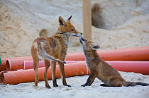 Red fox (Vulpes vulpes) vixen and cubs at a building construction site, Berlin, Germany. May 2006