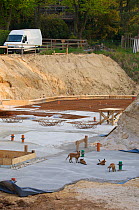 Red fox (Vulpes vulpes) vixen and cubs at a construction site, Berlin, Germany. May 2006