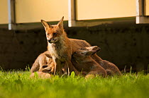 Red fox (Vulpes vulpes) vixen nursing cubs in garden of block of flats, Berlin, Germany. May 2006