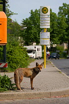 Red fox (Vulpes vulpes) young male waiting near bus stop, Thuner Platz, Berlin, Germany, May 2006