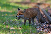 Red fox (Vulpes vulpes) feeding on sand lizard in garden, Berlin, Germany, April 2007
