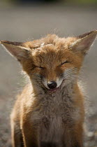 Red fox (Vulpes vulpes) cub suffering from poisoning, Berlin, Germany, May 2006