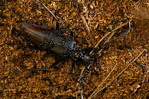 Great capricorn beetle (Cerambyx cerdo) Grunewald forest, Berlin, Germany, June