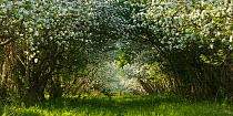 Meadow orchard with apple trees in blossom, nature reserve NSG Koeppchensee, Berlin, Germany. May 2006