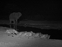 Lions (Panthera leo) drinking at a waterhole at night, watched by an Elephant (Loxodonta africana) Infra red image, Savuti, Northern Botswana.  Taken on location for BBC Planet Earth series 2003