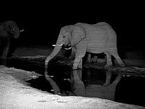 Infra red image of African elephant (Loxodonta africana) drinking at a waterhole at night.  Infra red light has reflected off the ripples in the water to create a stripey pattern on the elephant.  Sav...