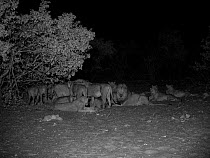 African lions (Panthera leo) feeding on an African elephant (Loxodonta africana) that they have just killed.  Night image taken on infra red. Savuti, Northern Botswana.  Taken on location for BBC Plan...