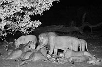 A pride of African lions (Panthera leo) feed on the carcass of an African elephant (Loxodonta africana)they hunted and killed the previous night and have returned to finish eating the meat off the car...