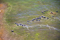 Aerial view of African elephants (Loxodonta africana)moving through wetland in the Okavango delta, Northern Botswana, taken on location for BBC Planet Earth series, October 2005