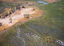 Aerial view of African elephants (Loxodonta africana)moving through wetland in the Okavango delta, Northern Botswana, taken on location for BBC Planet Earth series, October 2005