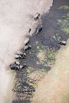 Aerial view of African elephants (Loxodonta african) bathing in mud on the banks of the Linyanti River, Botswana.  Taken on location for BBC Planet Earth series, 2005