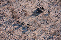 Aerial view of African elephant herd (Loxodonta africana) traveling through parched landscape during drought conditions, Northern Botswana.  Taken on location for BBC Planet Earth series, October 2005