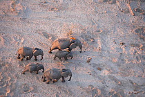 Aerial view of African elephant family (Loxodonta africana) traveling through parched landscape during drought conditions, Northern Botswana.  Taken on location for BBC Planet Earth series, October 20...