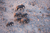 Aerial view of African elephant family (Loxodonta africana) traveling through parched landscape during drought conditions, Northern Botswana.  Taken on location for BBC Planet Earth series, October 20...