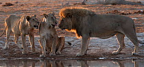 Lion and lionesses (Panthera leo) interact beside a waterhole in northern Botswana.  Taken on location for BBC Planet Earth series, 2005