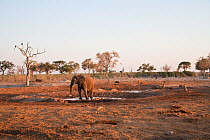 Solitary African elephant (Loxodonta africana) remains vigilant near African lions (Panthera leo) resting in background at a waterhole, Savuti, Northern Botswana.  The animals are forced to share wate...