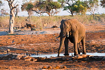 Solitary African elephant (Loxodonta africana) remains vigilant near African lions (Panthera leo) resting in background at a waterhole, Savuti, Northern Botswana.  The animals are forced to share wate...