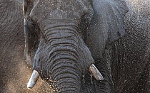 African elephant (Loxodonta africana) bull splashes muddy water at a waterhole in Savuti, Northern Botswana. Taken on location for BBC Planet Earth series, 2005