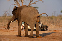 African elephant (Loxodonta africana) defaecates while watched by a wildlife photographer, Savuti, Botswana.  Taken on location for BBC Planet Earth series, 2005