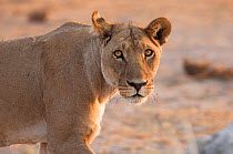 A lioness (Panthera leo) pauses to stares into the photographers lens, Savuti, Northern Botswana.  Taken on location for BBC Planet Earth series, 2005