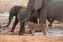 Lioness (Panthera leo) stands near a herd of African elephants (Loxodonta africana) at a waterhole, showing size differential. Savuti, Botswana. Taken on location for BBC Planet Earth series, 2005