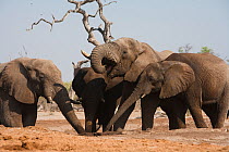 African elephant (Loxodonta africana) bulls drinking at a waterhole, Savuti, Northern Botswana. Taken on location for BBC Planet Earth series, 2005